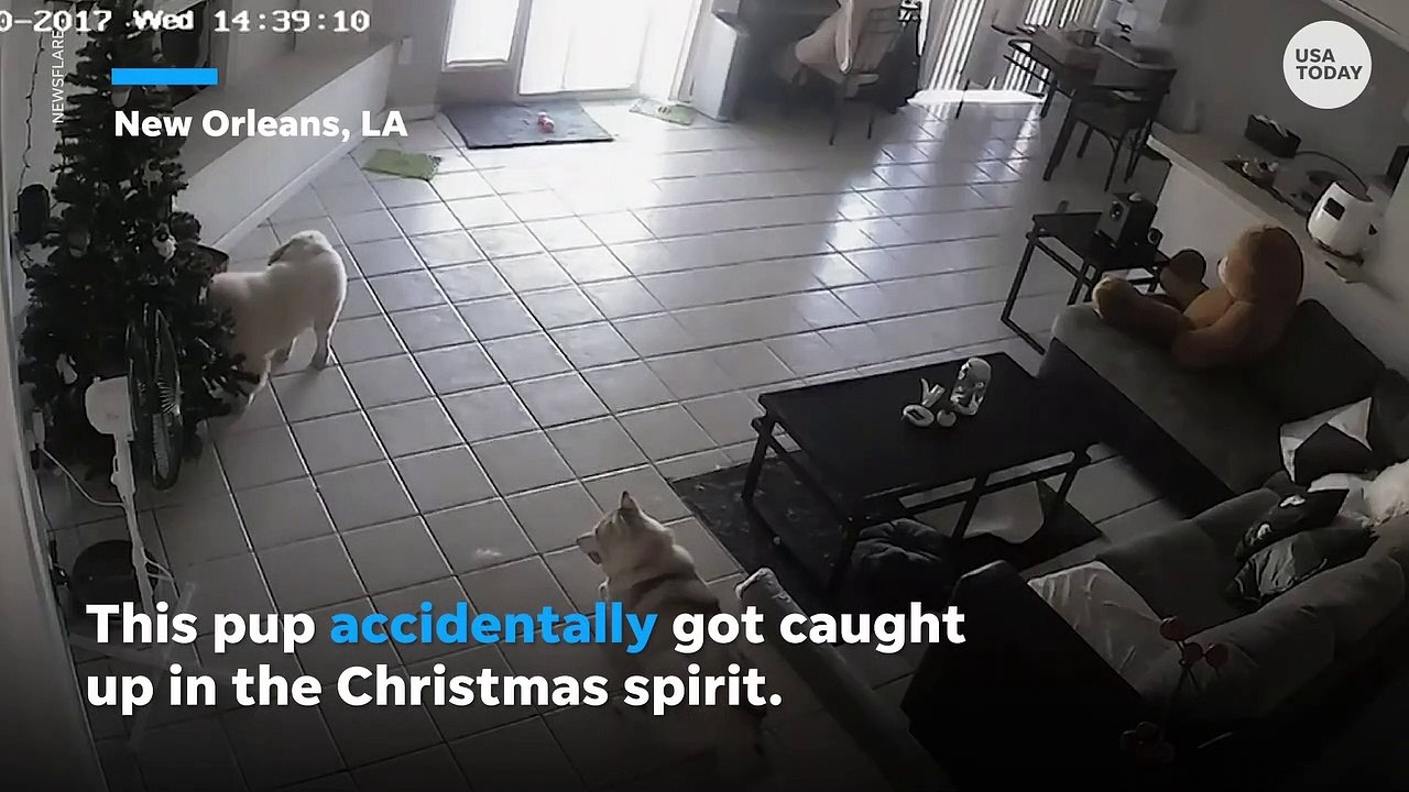 Dog investigating a Christmas tree accidentally drags it down - USA TODAY