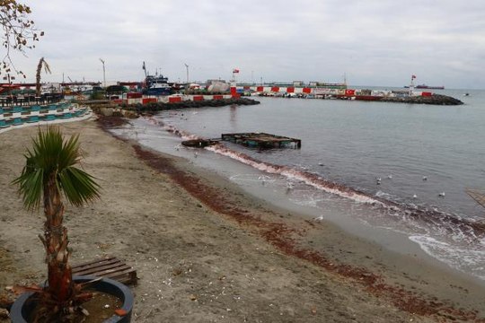 Tekirdağ'da lodos nedeniyle sahilde kırmızı yosun birikti