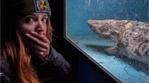 Environnement : les images d'un requin momifié capturées dans un aquarium abandonné en Espagne