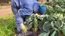 Bursa’nın İznik ilçesinde sezonda 12 bin ton Brüksel lahanası ihraç ediliyor