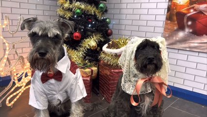 A doggy day care in South Shields brings Scrooge to life by using the dogs as the stars of their film