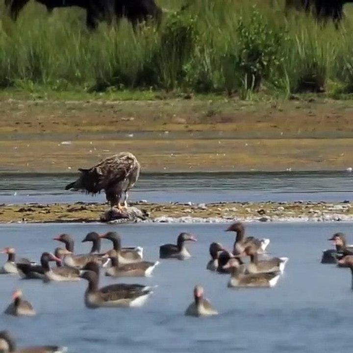 White-tailed Eagle hunts Goose