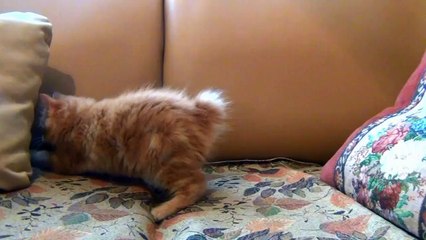 Little Kitten Playing His Toy Mouse