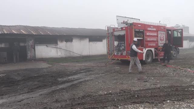 ESKİŞEHİR - Tavuk çiftliğinde çıkan yangında 23 bin civciv telef oldu