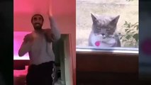 The way cats act makes people chuckle