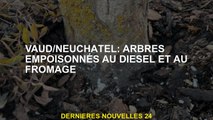 Vaud / Neuchâtel: Arbres empoisonnés avec du diesel et du fromage