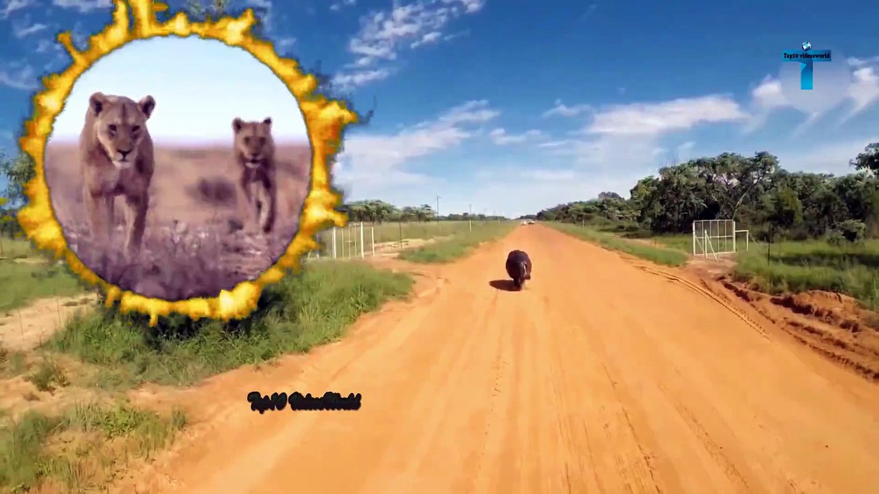 Here's Why the Hippo Has a Hard Life! Unbelievable Hippo Moments Caught On Camera
