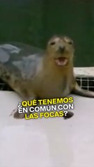Las focas pueden cantar como los humanos