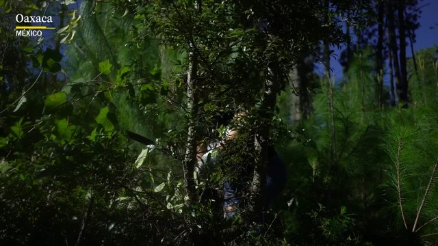 Bonos de carbono: Venta de AIRE LIMPIO a empresarios de Silicon Valley | El País