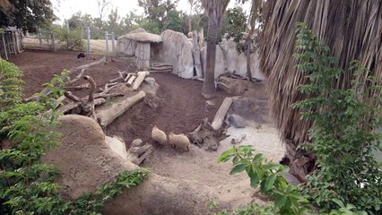 It Might Be Cute But It’s Not Easy! Come on the Health Checkup Journey With These CapyBaras