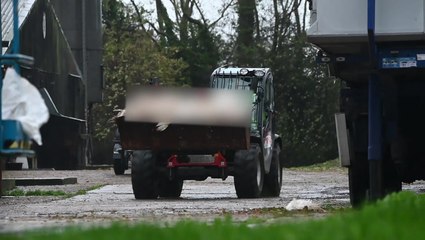 Activists release footage of British farm allegedly risking spread of bird flu