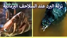 علاج البرد |  الرشح و سيلان الأنف عند السلاحف المائية
