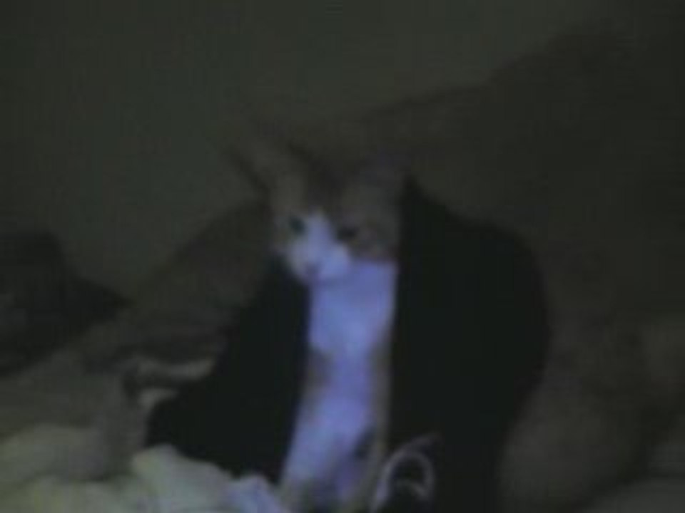 Alex avc le chat