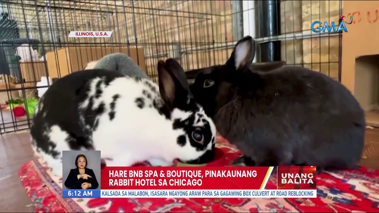 Hare BNB spa & boutique, pinakaunang rabbit hotel sa Chicago UB