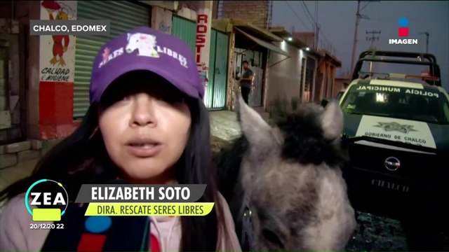 Rescatan a yegua de dos años maltratada