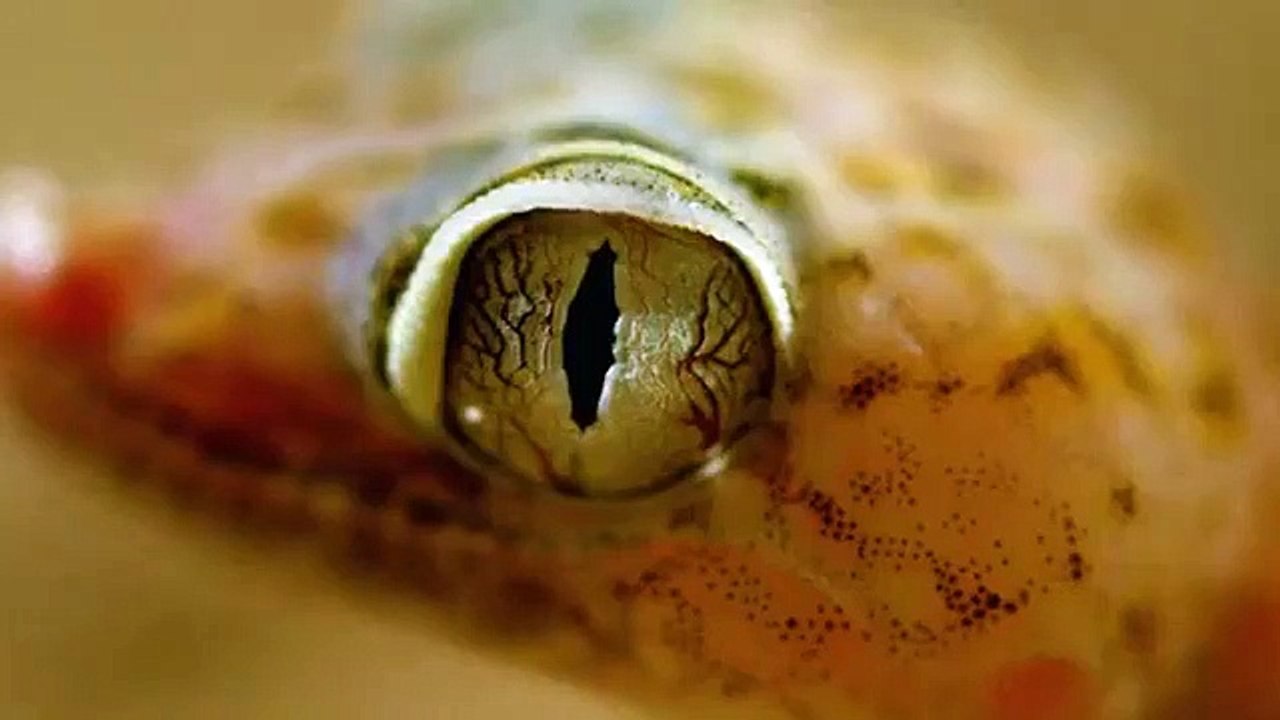 Dead by Dawn - Se1 - Ep01 - The Hills Have Eyes HD Watch HD Deutsch