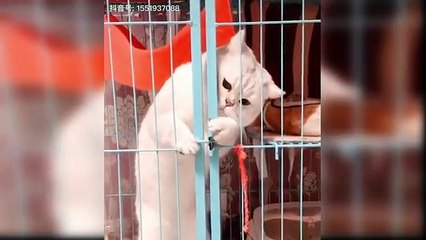 Baby_Cats_-_Cute_and_Funny_Cat_Videos_Compilation_#60_|_Aww_Animals(360p)