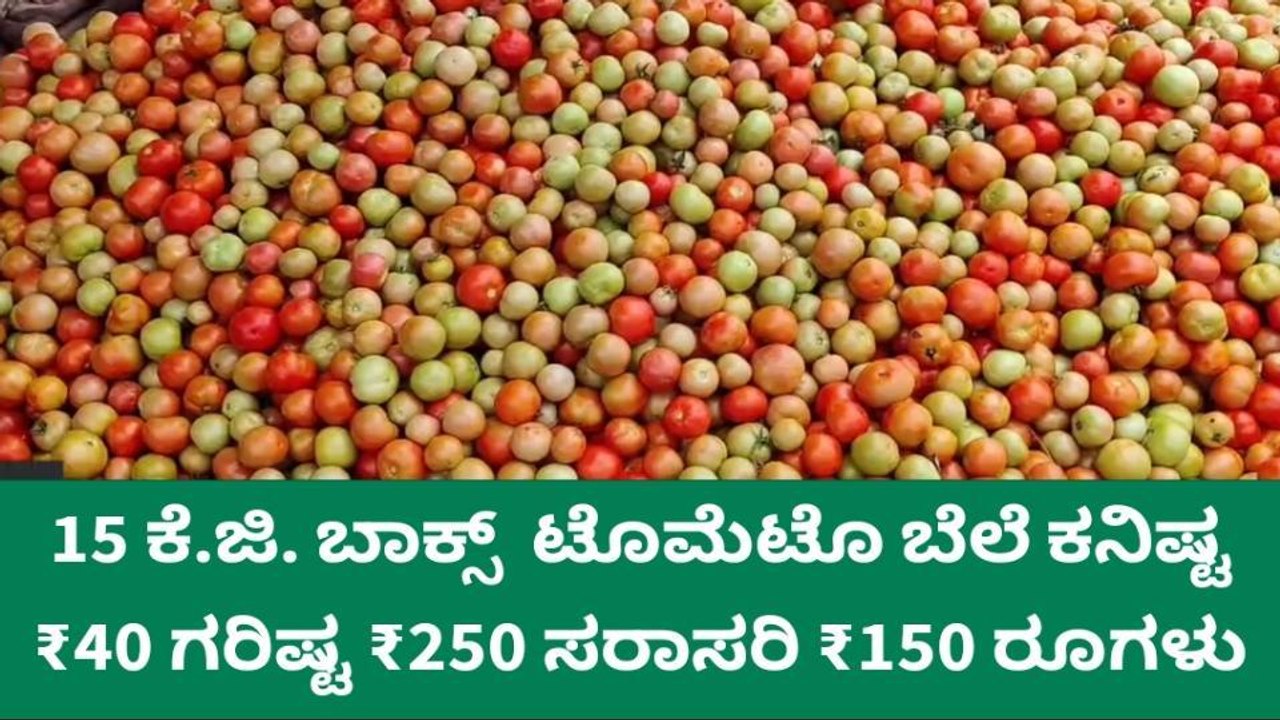 ಇಂದಿನ ಟೊಮೇಟೊ ಧಾರಣೆ, 15 ಕೆಜಿ ಬಾಕ್ಸ್ ಒಂದರ ಗರಿಷ್ಟ ಬೆಲೆ ಎಷ್ಟು ಗೊತ್ತಾ?