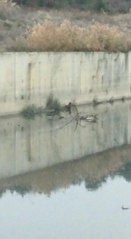 KÜÇÜKÇEKMECE'DE SU KANALINDA 4 GÜN BOYUNCA MAHSUR KALAN KÖPEĞE KURTARMA OPERASYONU