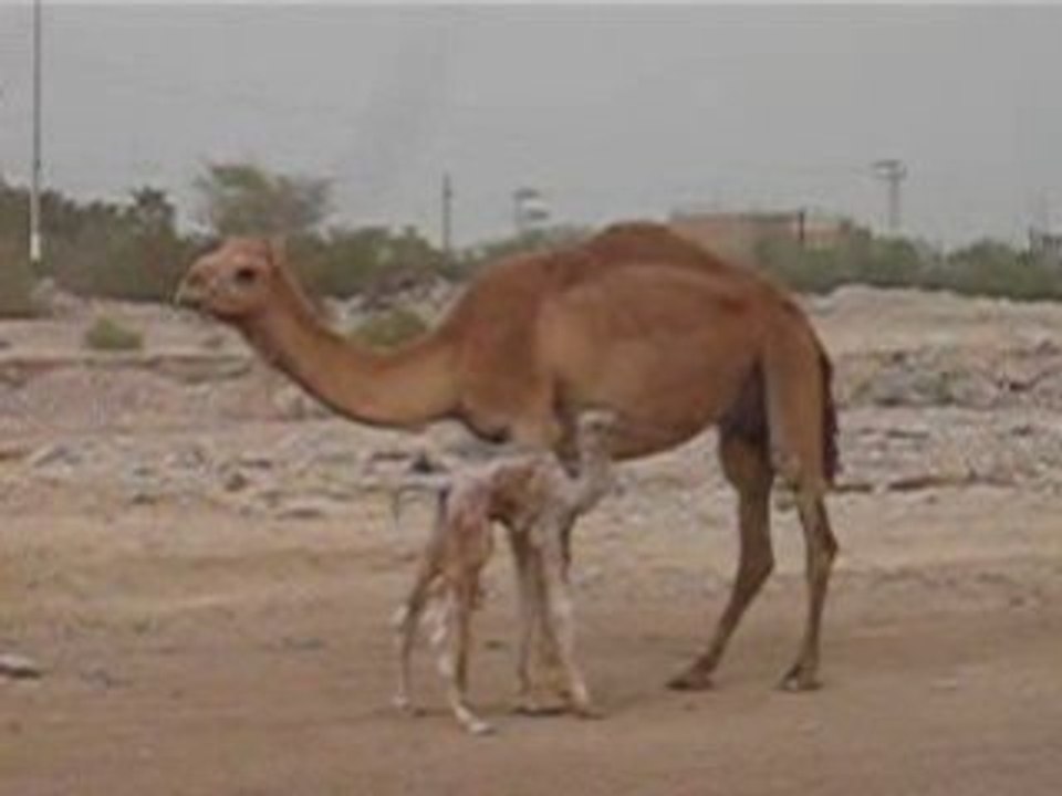Baby Camel