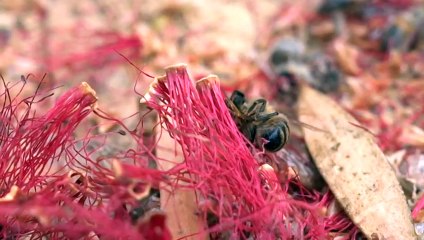 Chemicals drifting in the air potential cause of deaths