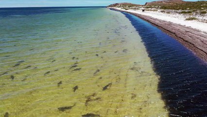 School of Sharks in the Bay