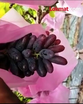 बेमोसमी पावसाने द्राक्ष उत्पादक शेतकऱ्यांचं केलं मोठं नुकसान