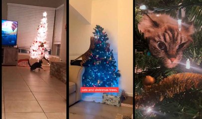 Batalhas de vida ou morte entre gatos e árvores de Natal