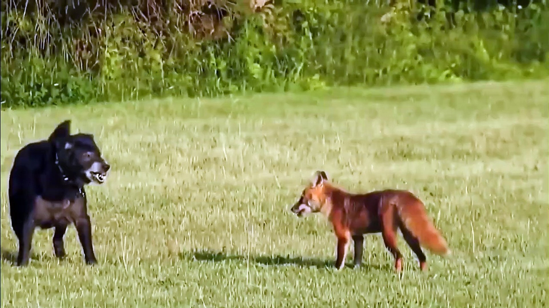 Will A Fox Fight A Dog