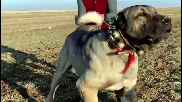 kangal dog vs wolf (2022) kangal dog vs wolf video kangal dog vs wolf real fight WILD Addiction (5)