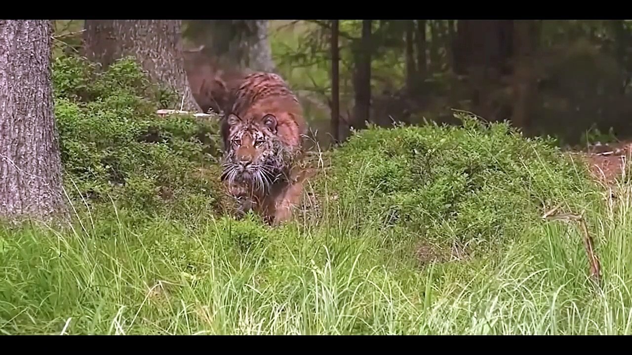 Pack of Wolves VS a Tiger. How many wolves does it take to defeat a single tiger