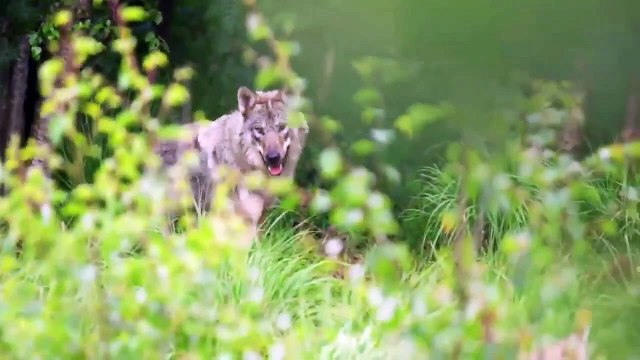 Wolf Dog Attacks a Kangal and Pays the Price!!! kangal dog attack wolf ! Knagal vs wolf