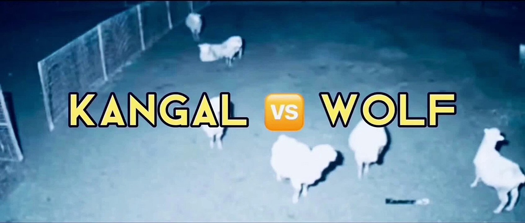 kangal vs wolf attack ! kangal vs wolf attack ! kangal vs wolf ! dog vs wolf