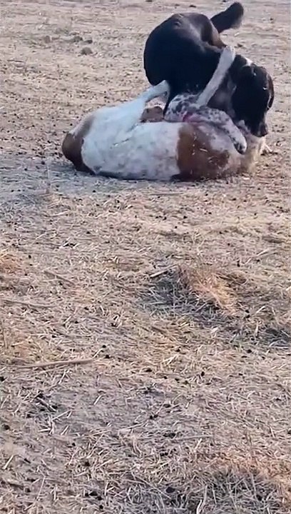 Dog fighting for their Area ! Kangal vs bully kutta ! Alabai vs kangal ! Dog fighting videos
