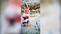 Rare Animal Fights Caught on Camera !! Wild  Animal Fights