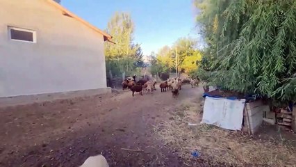 2 Kangal Dogs Powerfully Attack The 3 Wolf!   Kangal Vs Wolf   Dogs vs wolf (7)