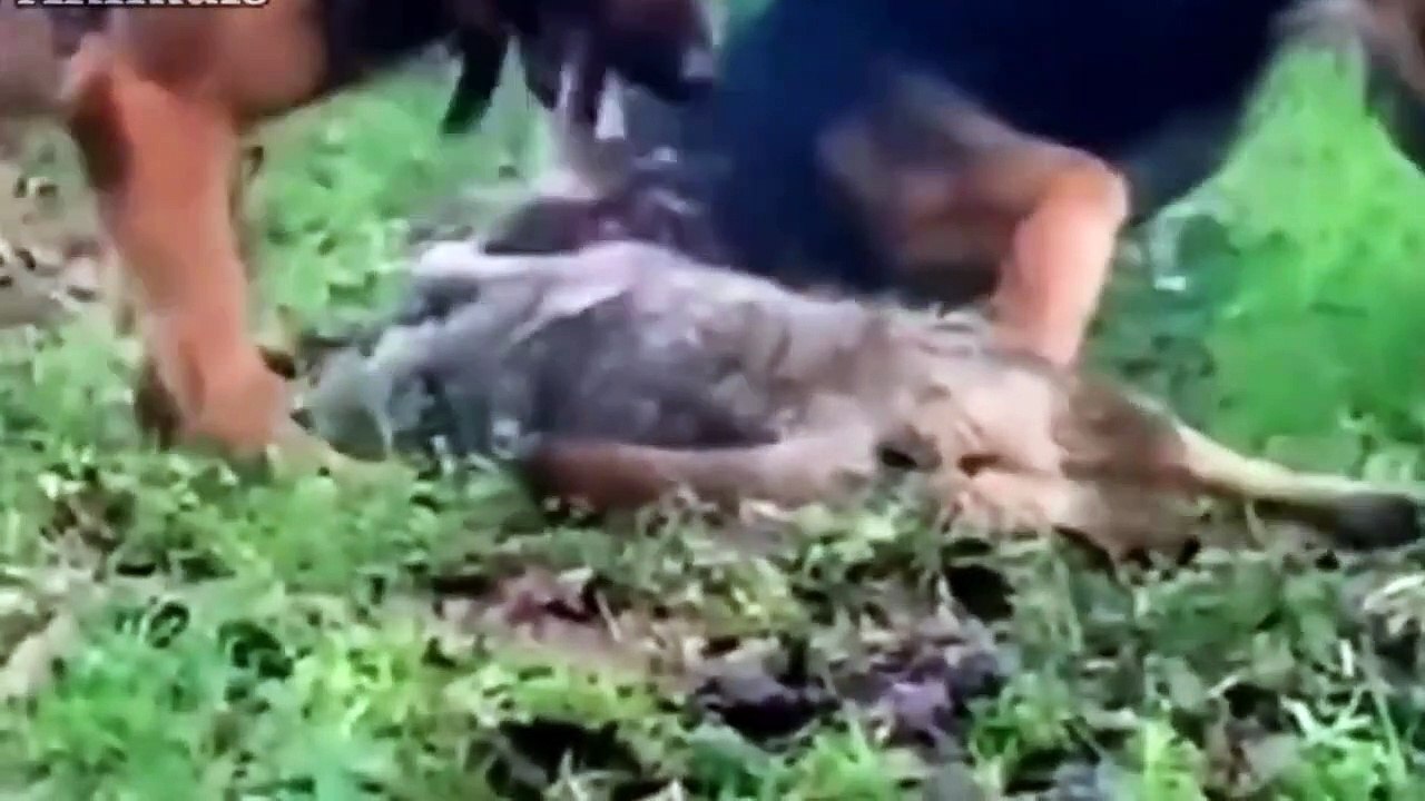 WOLF AGAINST DOG! Real epic fights!!! German shephard vs wolf !  ! dog vs wolf fight