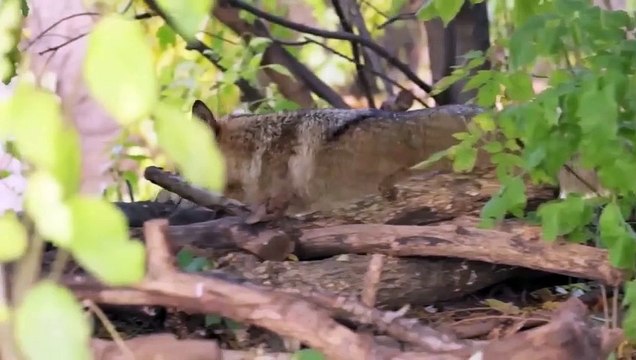 kangal dog vs wolf (2022) kangal dog vs wolf video kangal dog vs wolf real fight WILD Addiction (4)