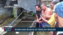 Seekor Buaya Muara Dievakuasi dari Lokasi Banjir di Serdang Bedagai