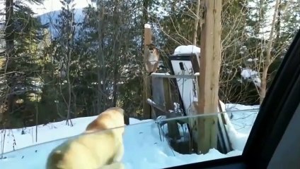 2 Kangal Dogs Powerfully Attack The 6 Wolf!   Kangal Vs Wolf