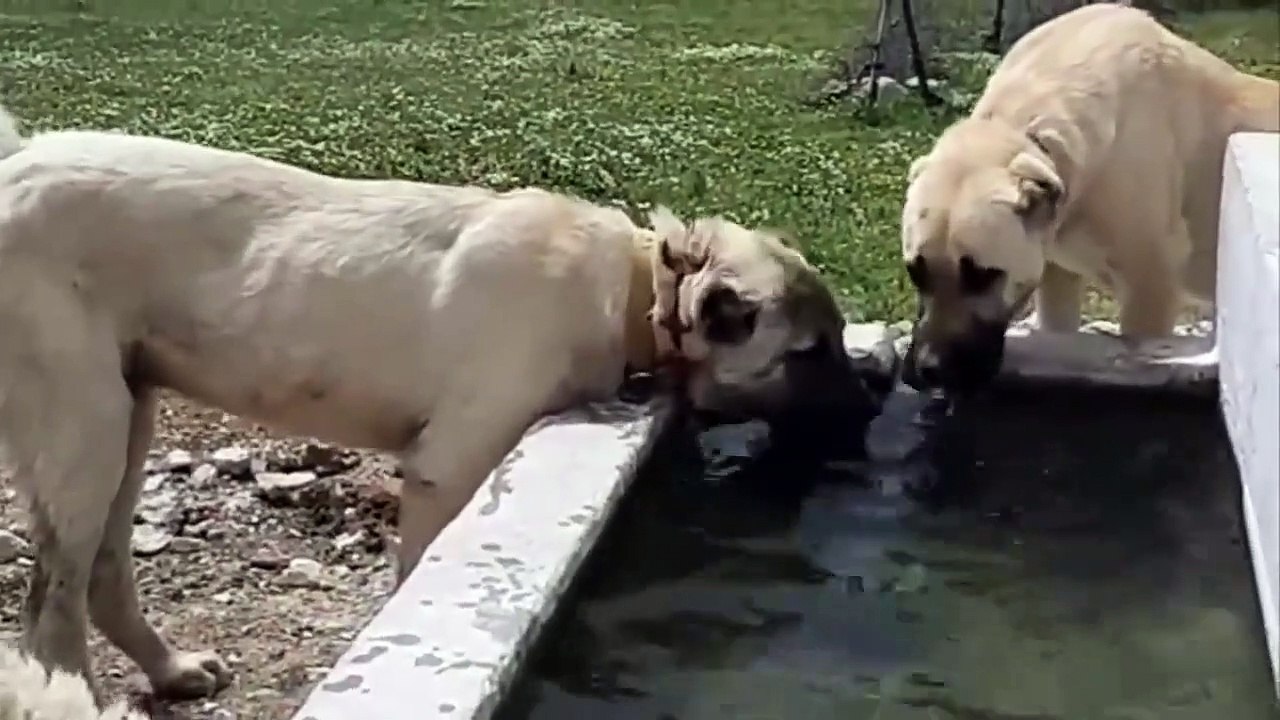 This is How turkish kangal dogs protect sheeps from pack of wolfs   Turkish kangal vs wolf