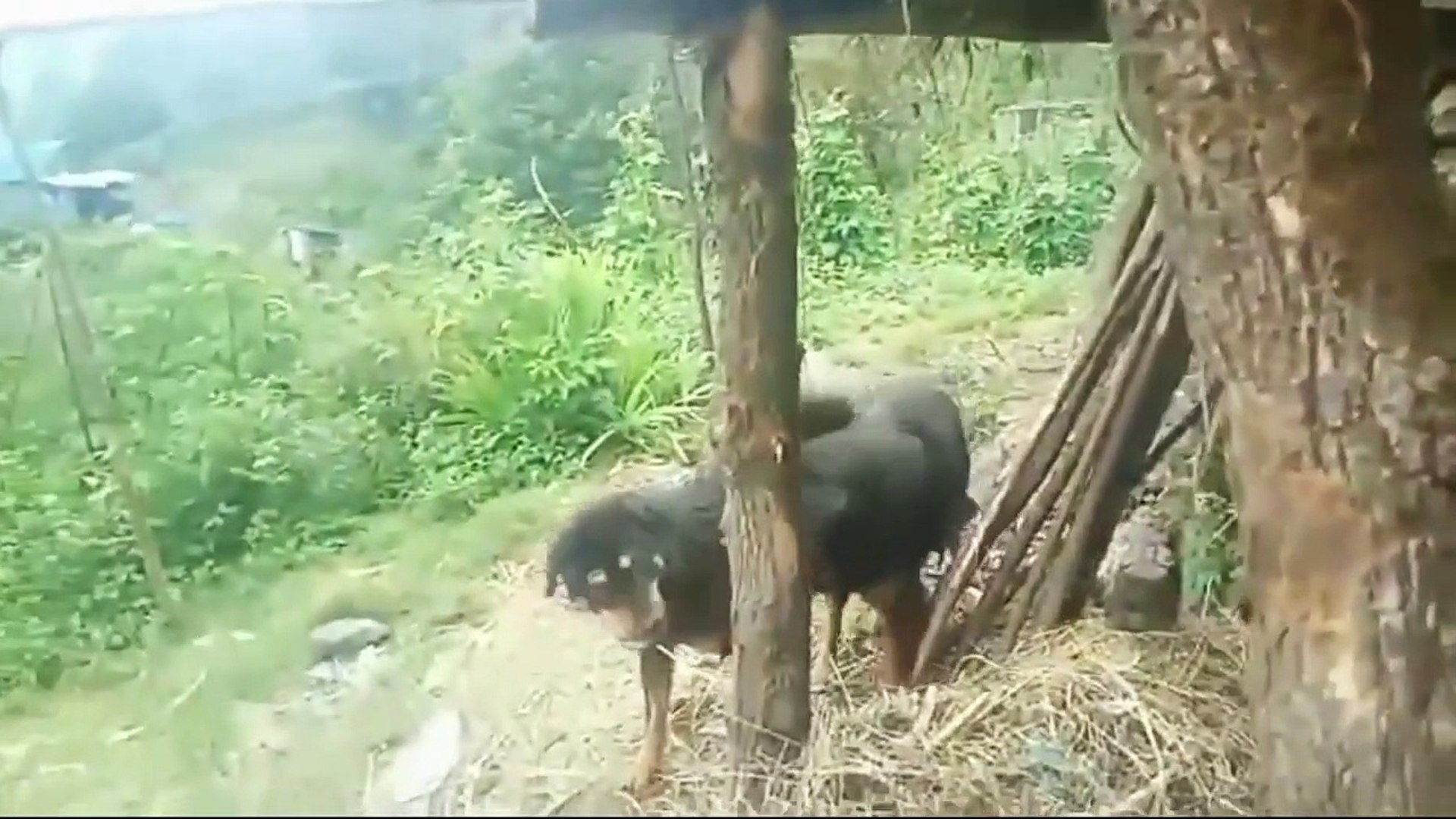 ⁣dog fight   dog fighting pitbull vs rottweiler   dog fight street