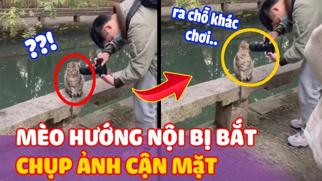 Chụp ảnh CẬN MẶT gặp ngay Boss mèo HƯỚNG NỘI | Thiệt Bất Ngờ