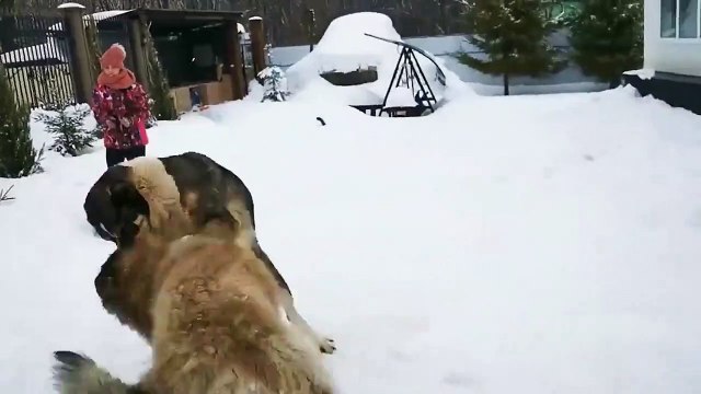 kangal dog vs wolf (2022) kangal dog vs wolf video kangal dog vs wolf real fight WILD Addiction (2)