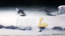 kangal dog vs wolf (2022)   kangal dog vs wolf video   kangal dog vs wolf real fight  WILD Addiction