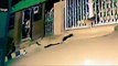 Leopard attacks on dog - shocking videos   Leopard Vs Dog real fights   WILD Addiction