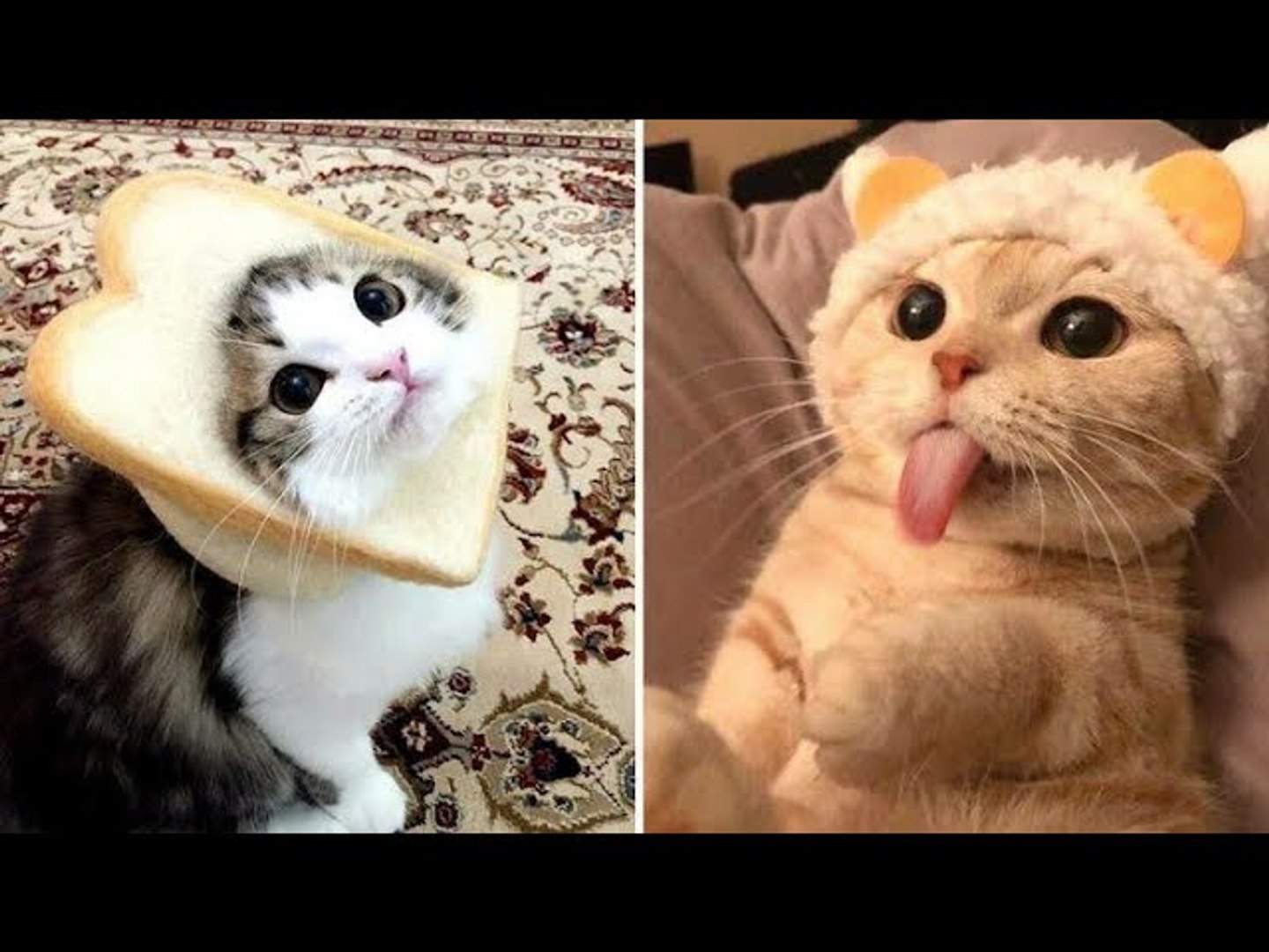 Baby Cats - Cute and Funny Cat Videos Compilation #6 - video