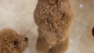 Cuttest dog dancing to Faliz Navidad