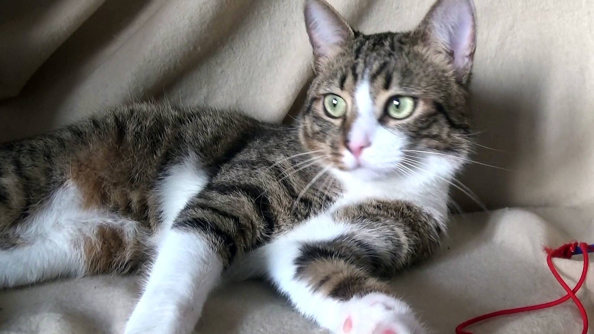 Kitten Smells the Wand Toy