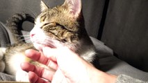 Scratching the Kitten's Neck